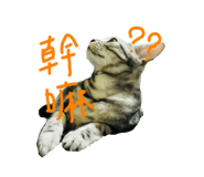 72380876