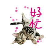 72380877