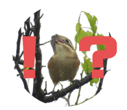 723839337