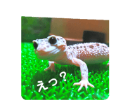 724597577