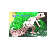 724597579