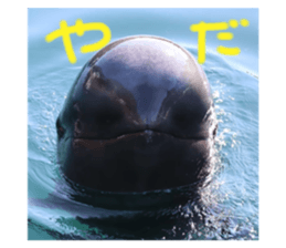 724653777