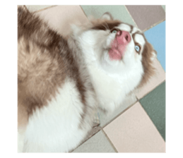 725327516