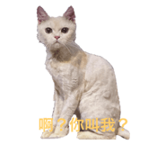 725483117