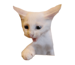 725605448