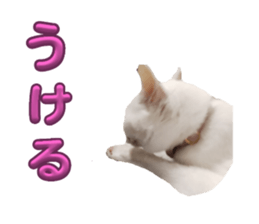 726051170
