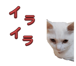 726051173