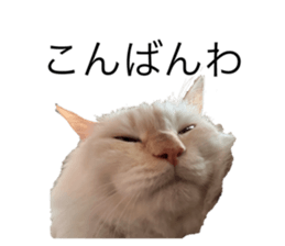 726553700