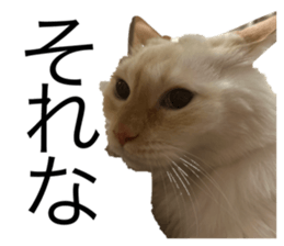 726553713