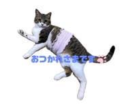 726555335
