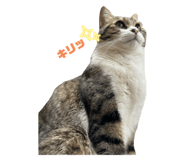 726555336