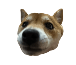 726556975