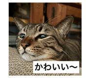 726667529