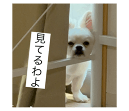 726697117