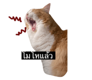 726864819