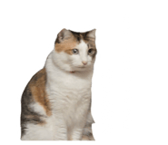 727098598