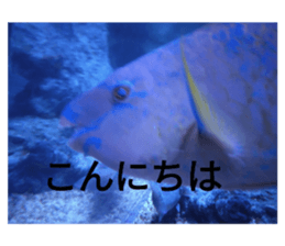 727232994