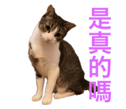 727252382