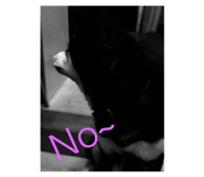72725829