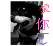 72725834