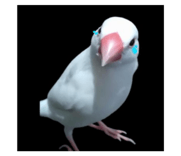 727332788