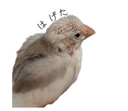 727332793
