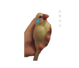 727332800