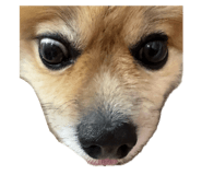 727536701