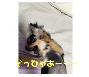 727543334
