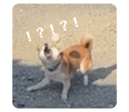 727552229