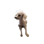 727558566