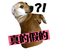 72761353