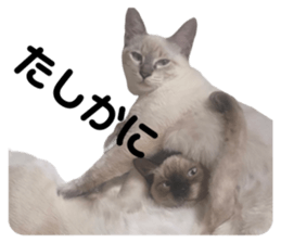 727738993