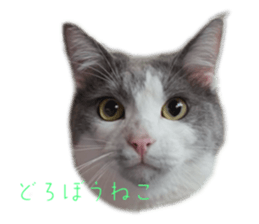 727756407