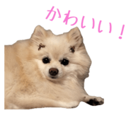 727817537