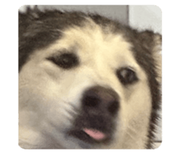 727846555