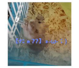 72803403