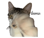 728179993
