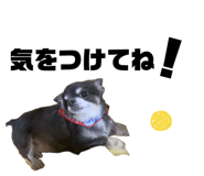 728336707