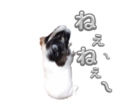 728548332