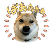 728557725