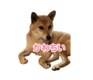 728557728