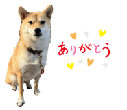 728557732