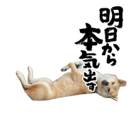 728557740