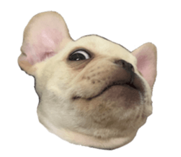 728715594
