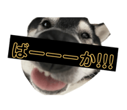 728749776