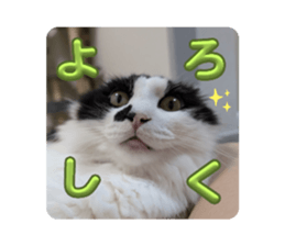 728811335