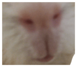 728882689
