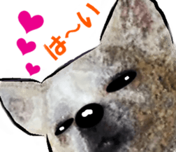 7289255