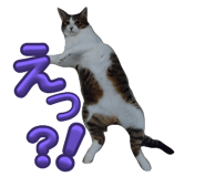 729028716